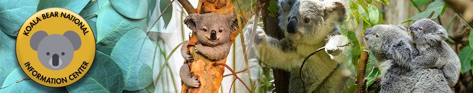 Koala bear banner image