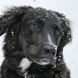 border collie dog