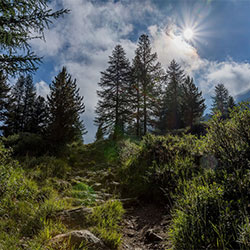 forest