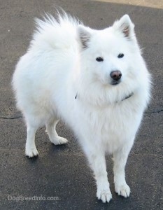 Eskimo dog