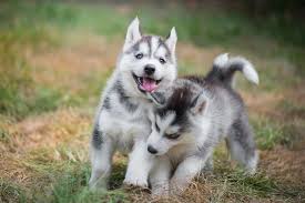 Puppies"